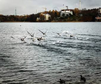 Töölönlahti, Helsinki